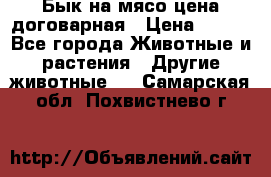 Бык на мясо цена договарная › Цена ­ 300 - Все города Животные и растения » Другие животные   . Самарская обл.,Похвистнево г.